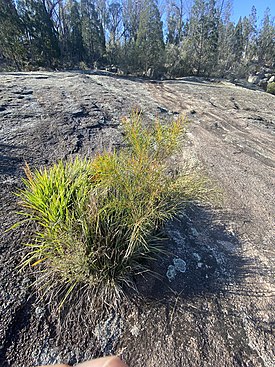 Acacia adunca 99299944.jpg