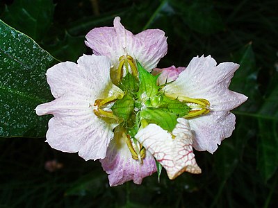 Acanthus montanus Flowers
