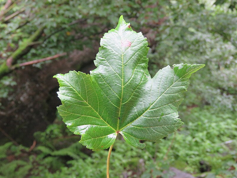 File:Acer acuminatum - Tapering Leaf Maple on way from Gangria to Hemkund at Valley of Flowers National Park - during LGFC - VOF 2019 (1).jpg