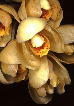 Detalle de las flores