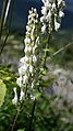 Aconitum orientale