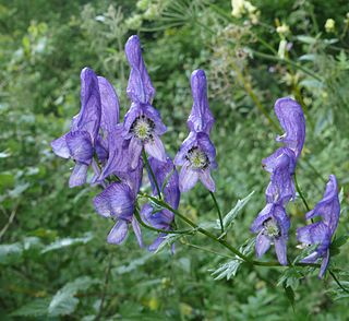 <i>Aconitum</i> Genus of flowering plants in the buttercup family Ranunculaceae