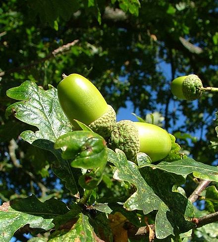 Acorns of sessile oak. The acorn, or oak nut, is the nut of the oaks and their close relatives (genera Quercus and Lithocarpus, in the family Fagaceae).