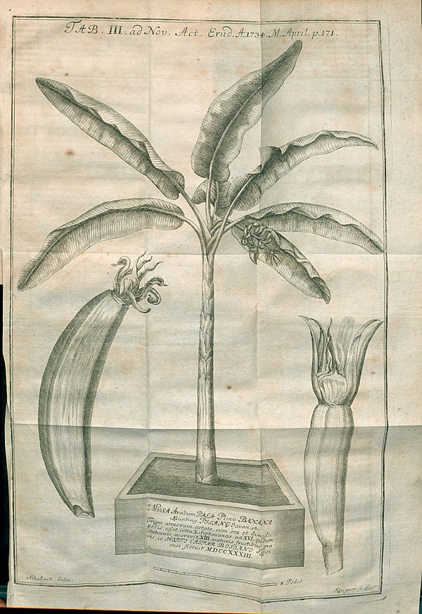 Illustration from Tentamen circa indolem alimentoru published in Acta Eruditorum, 1734