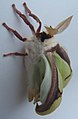 Actias luna emergence male 7 sjh.JPG