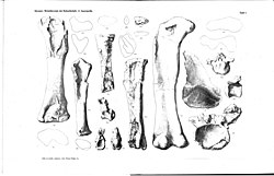 Aegyptosaurus-holotype.jpg