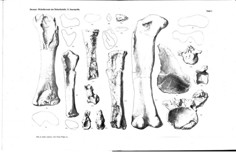 File:Aegyptosaurus-holotype.jpg