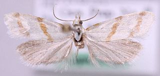 <i>Aethes beatricella</i> Species of moth