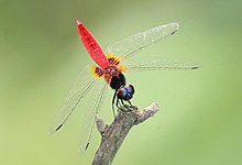 Aethriamanta brevipennis male Aethriamanta brevipennis male.jpg