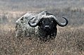 African Buffalo Ngorongoro.jpg