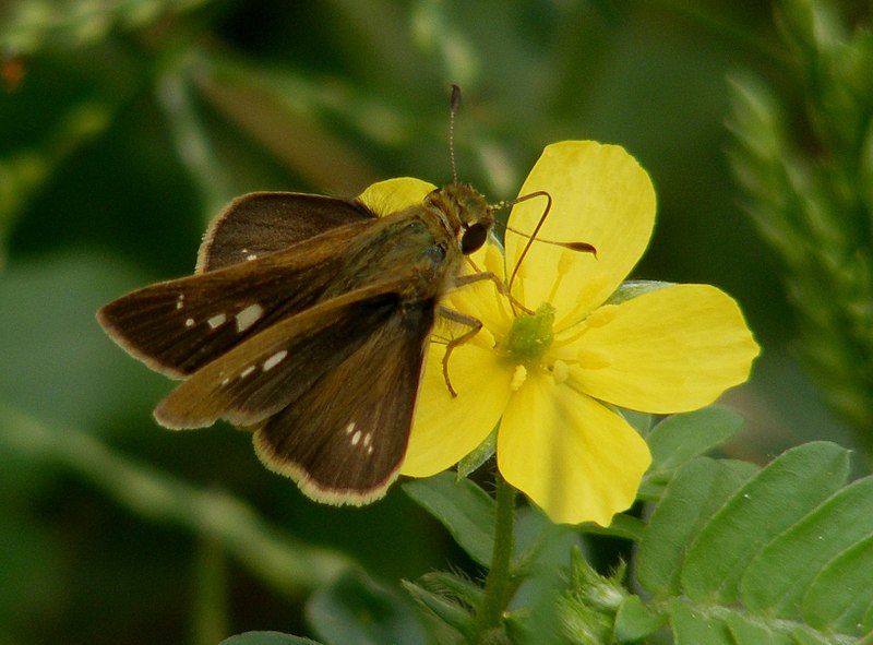 File:African Straight Swift Parnara Bada (5352296872).jpg