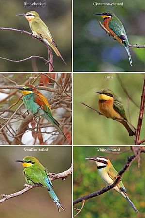 Bee-eaters (created and nominated by Charlesjsharp)