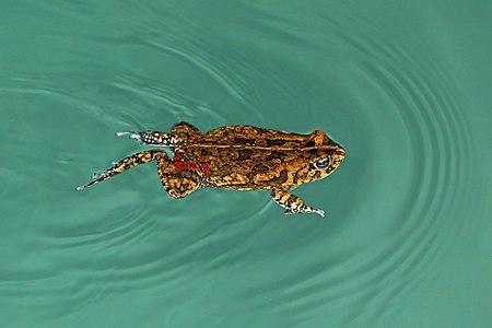 Amietophrynus gutturalis (African common toad) swimming