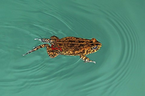 African common toad (Amietophrynus gutturalis) swimming