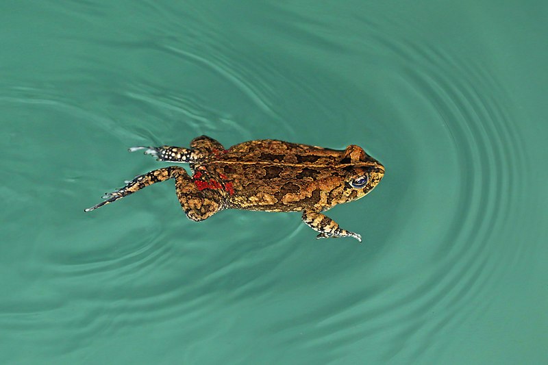 File:African common toad (Amietophrynus gutturalis) swimming.jpg
