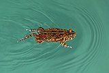 African common toad (Amietophrynus gutturalis) swimming.jpg