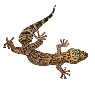 <span class="mw-page-title-main">Cape rock gecko</span> Species of lizard