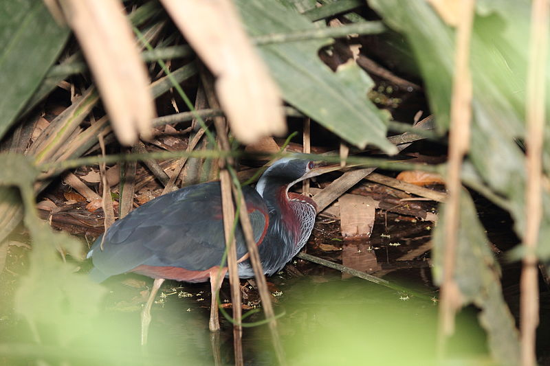 File:Agami Heron (Agamia agami) (5771813067).jpg