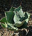 agave colorada