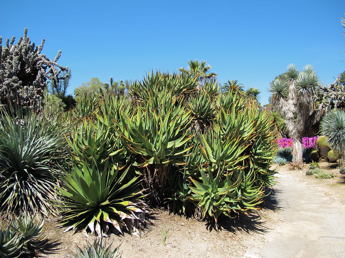 Agave horrida - Wikidata