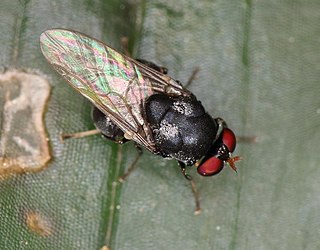 <i>Ageiton</i> Genus of flies