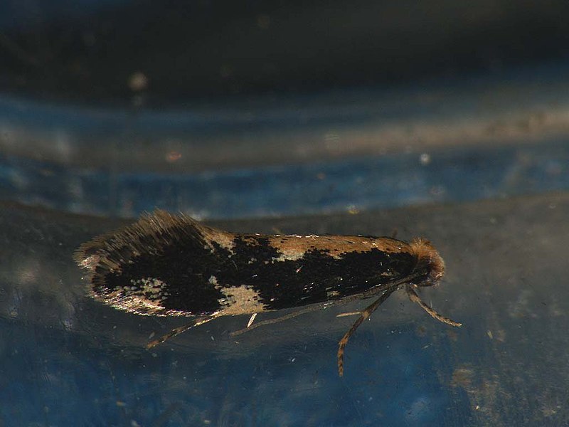 File:Agnathosia mendicella (27364622268).jpg