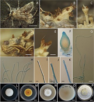 <i>Akanthomyces</i> Genus of fungi