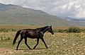 Ala-Bel pass, Kyrgyzstan (43781751294).jpg