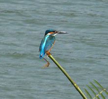 Un martin pescatore nella sua caratteristica posa nel parco nazionale di Khao Yai, in Thailandia