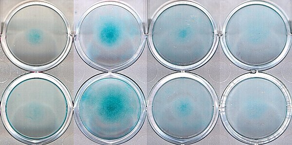 Micromass cultures of C3H-10T1/2 cells at varied oxygen tensions stained with Alcian blue