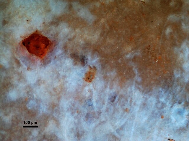 Probable cyanobacteria in the vertical section of a silicified biofilm from the Lower Cretaceous. Very shallow hypersaline environment of the Urgonian