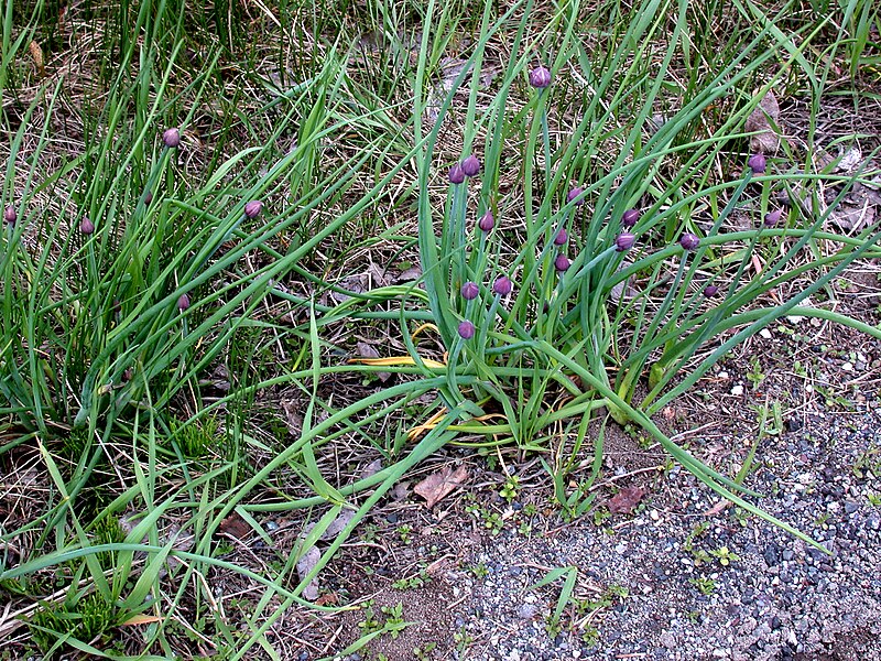 File:Allium schoenoprasum 15-p.bot-lilia.alliu-071.jpg