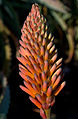 * Nomination Flower of Aloe arborescens - Lanzarote, Canary Islands, Spain. --Nikodem Nijaki 11:49, 12 March 2013 (UTC) * Promotion Tight crop in the top but ok overall --Poco a poco 22:19, 12 March 2013 (UTC)