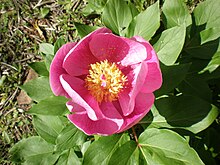 Alor Olivenza Paeonia broteri broterio (Extremadura).jpg