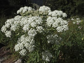 Описание Альпен-Кельберкропфа (Chaerophyllum villarsii) - Brecherspitz (9965578125) .jpg image.