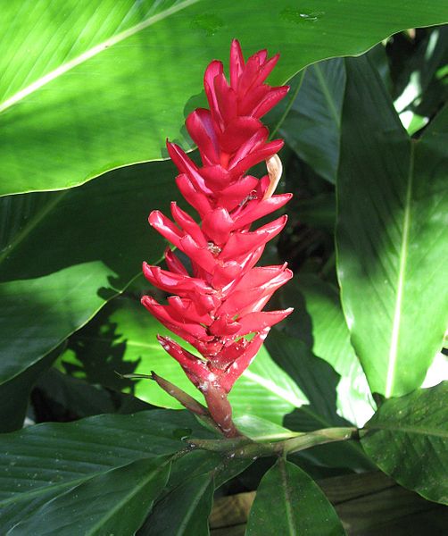 File:Alpinia purpurata01.jpg