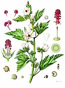 Althaea officinalis - Köhler–s Medizinal-Pflanzen-008.jpg