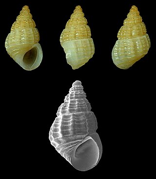 <i>Alvania rominae</i> Species of gastropod