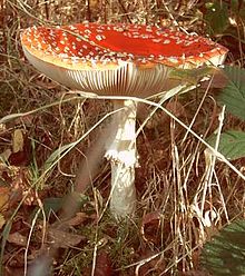 Amanita muscaria contains muscazone Amanita muscaria 2.jpg