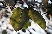 Amelanchier laevis, or Allegheny serviceberry.