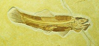 <i>Amiopsis</i> Extinct genus of fishes