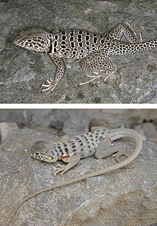 Venerable collared lizard Species of lizard