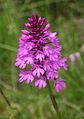 Pyramiden-Hundswurz (Anacamptis pyramidalis)