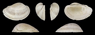 <i>Anadara diluvii</i> Extinct species of bivalve