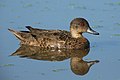 Grey Teal (Anas gracilis), Bushell's Lagoon, New South Wales, Australia