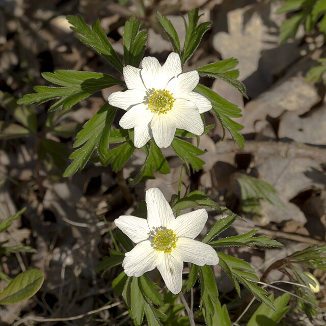 File:Anemone Nemorosa 10.jpg - Wikimedia Commons