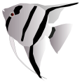 Angle fish
