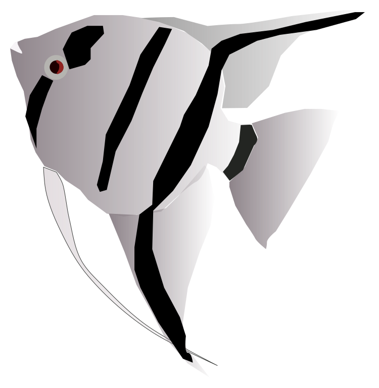 Download File:Angelfish.svg - Wikimedia Commons