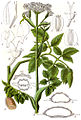 Angelica palustris plate 24