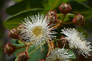 Angophora hispida: Buds & flowers